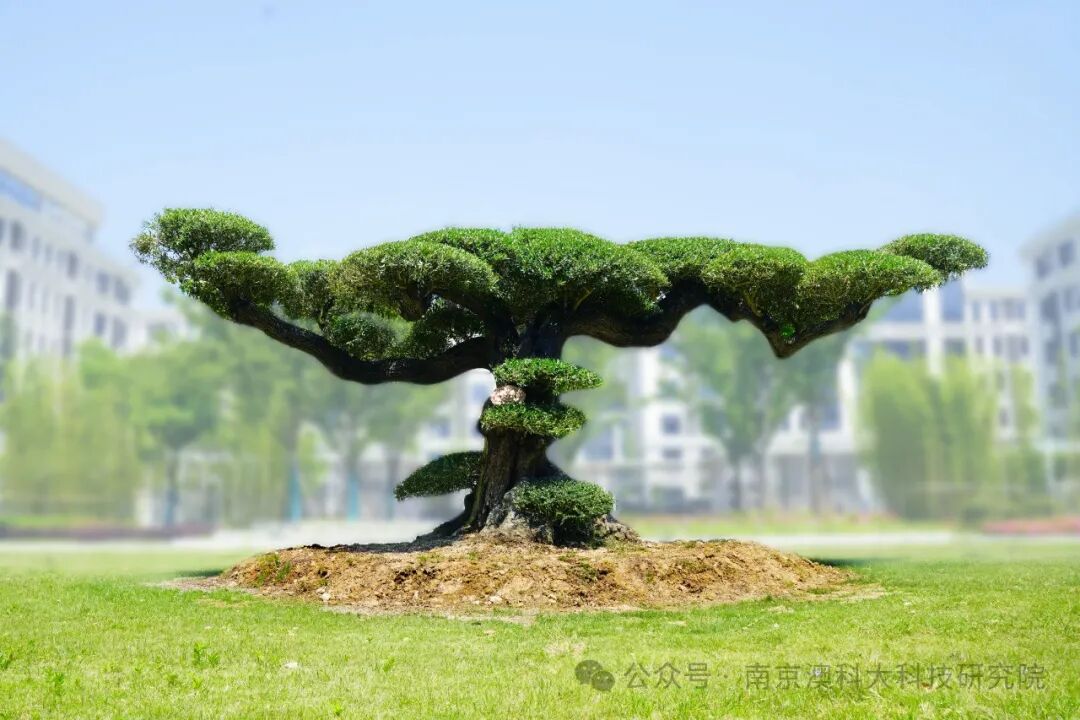 千年西班牙油橄榄树“落户”我院