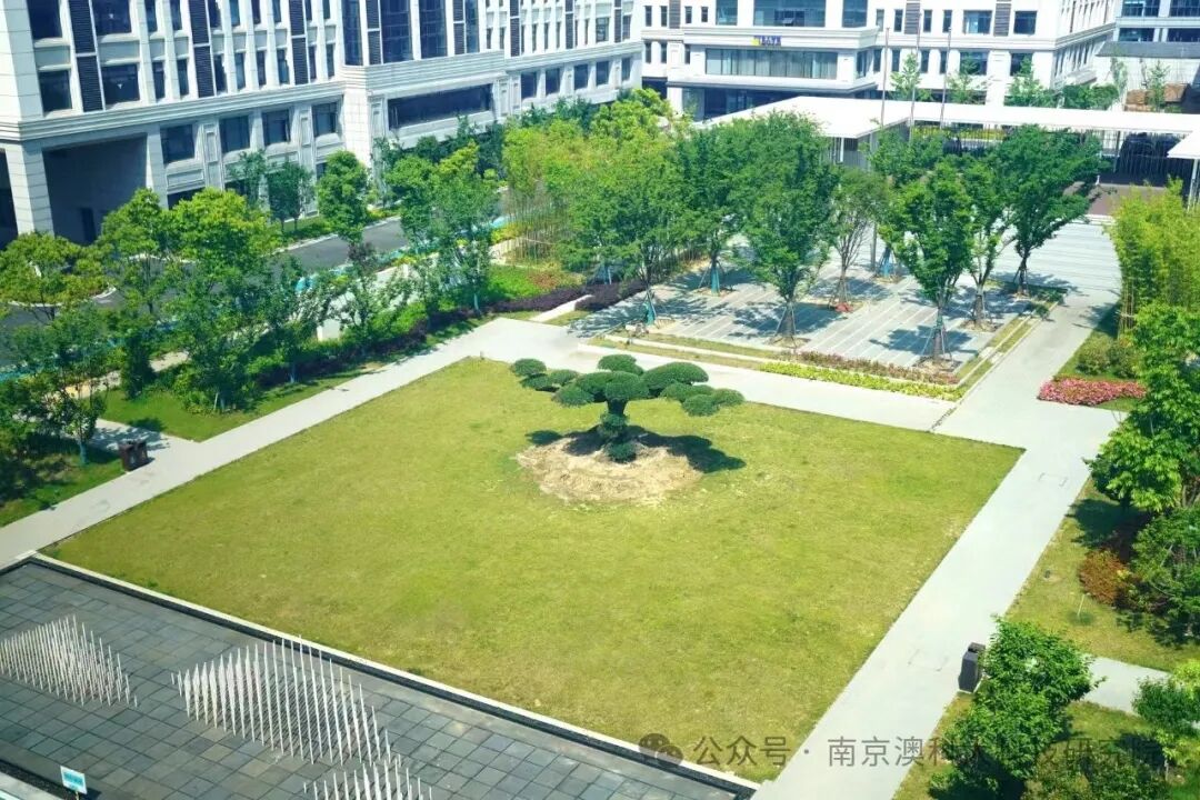 千年西班牙油橄榄树“落户”我院